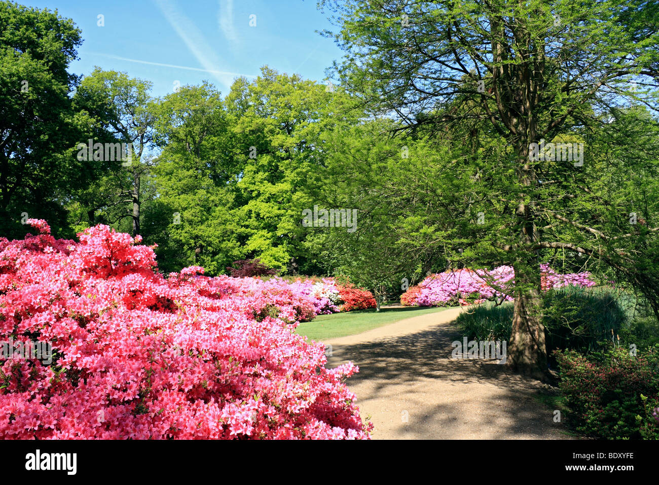 Isabella Plantation, in Richmond Park, south west London, England, UK