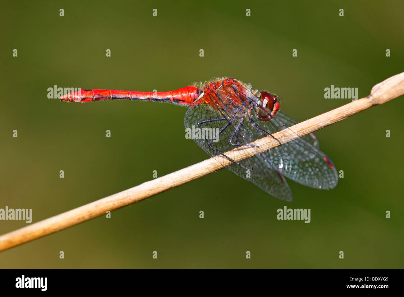 Male Ruddy Darter (Sympetrum sanguineum), male taking a sunbath on a blade of grass Stock Photo