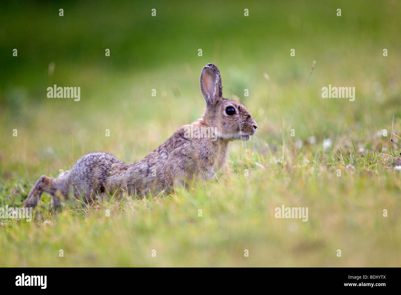 rabbit; Oryctolagus cunniculus; cornwall Stock Photo - Alamy