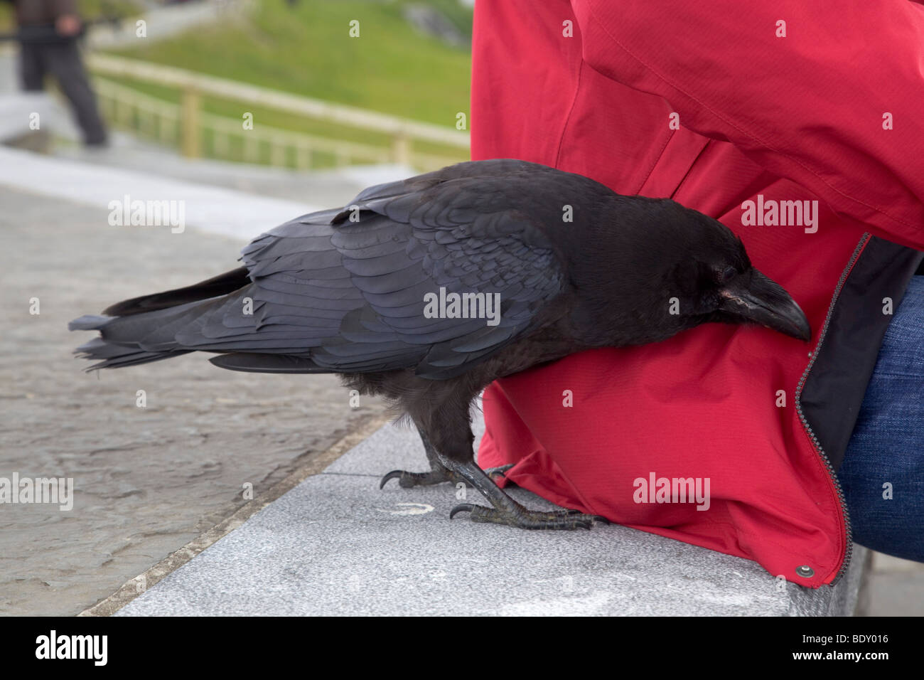 Pickpocket hi-res stock photography and images - Alamy