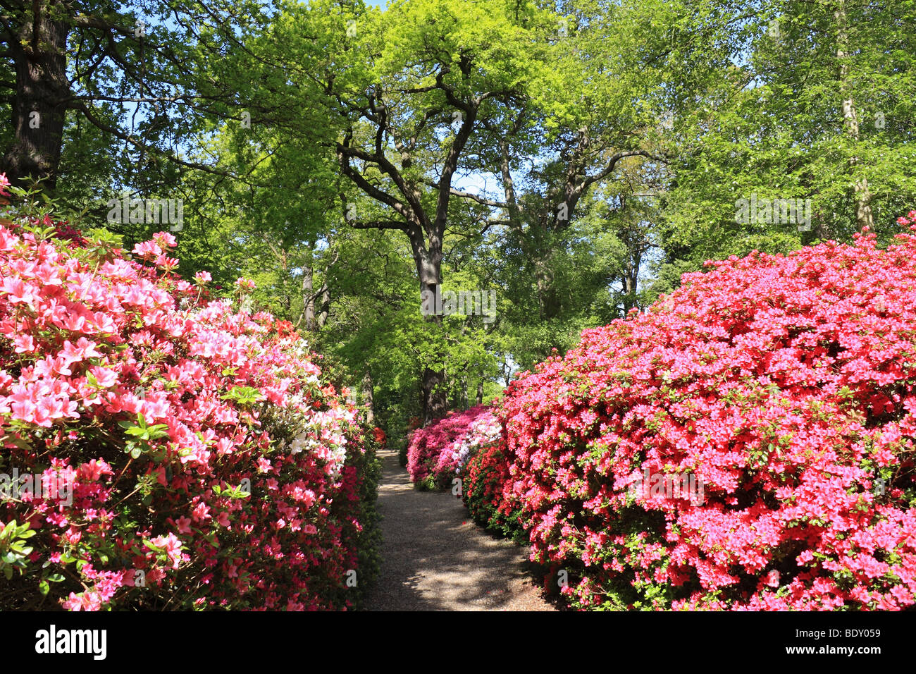 Isabella Plantation, in Richmond Park, south west London, England, UK
