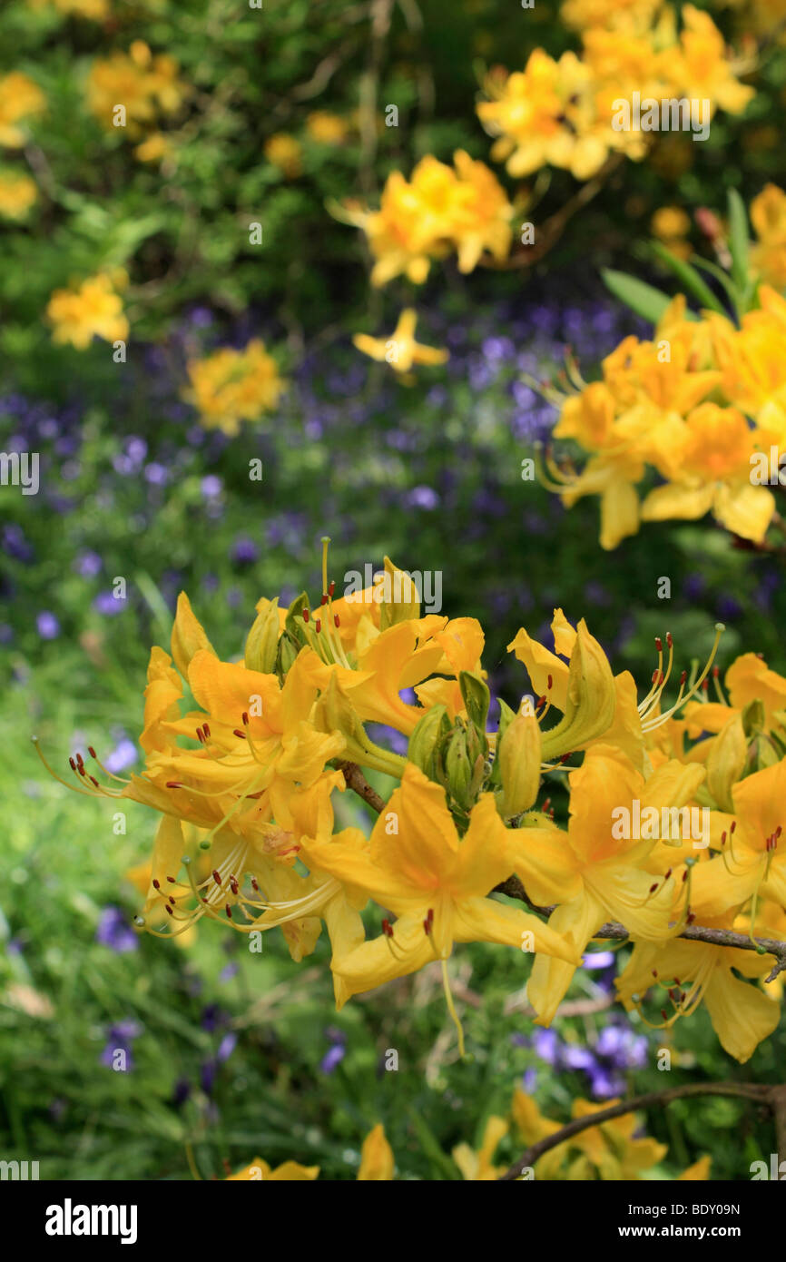 Yellow azaleas and bluebells at Isabella Plantation, in Richmond Park, south west London, England, UK. Stock Photo
