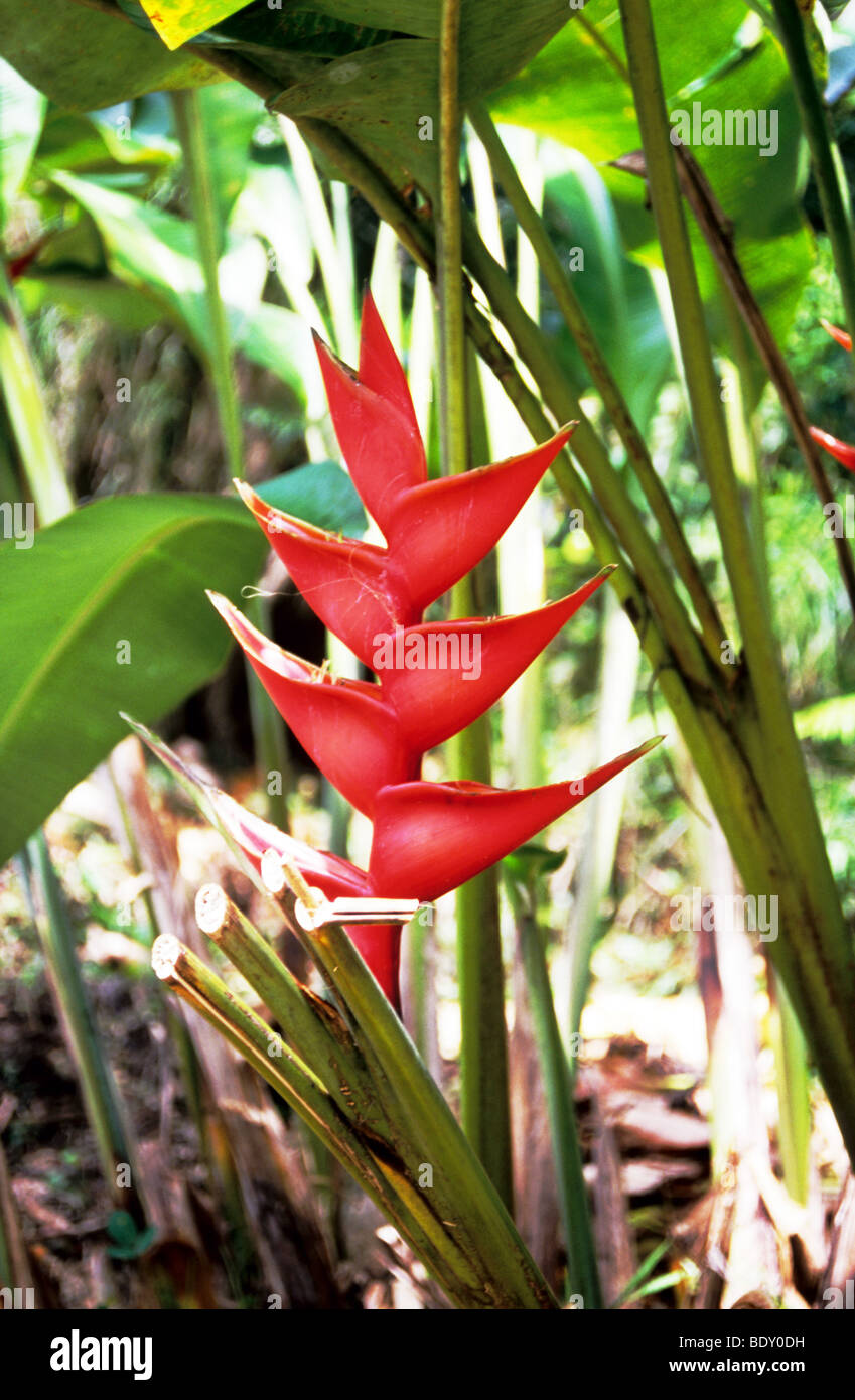 Bird of Paradise plant in the mountains of Grenada. West Indies Stock ...