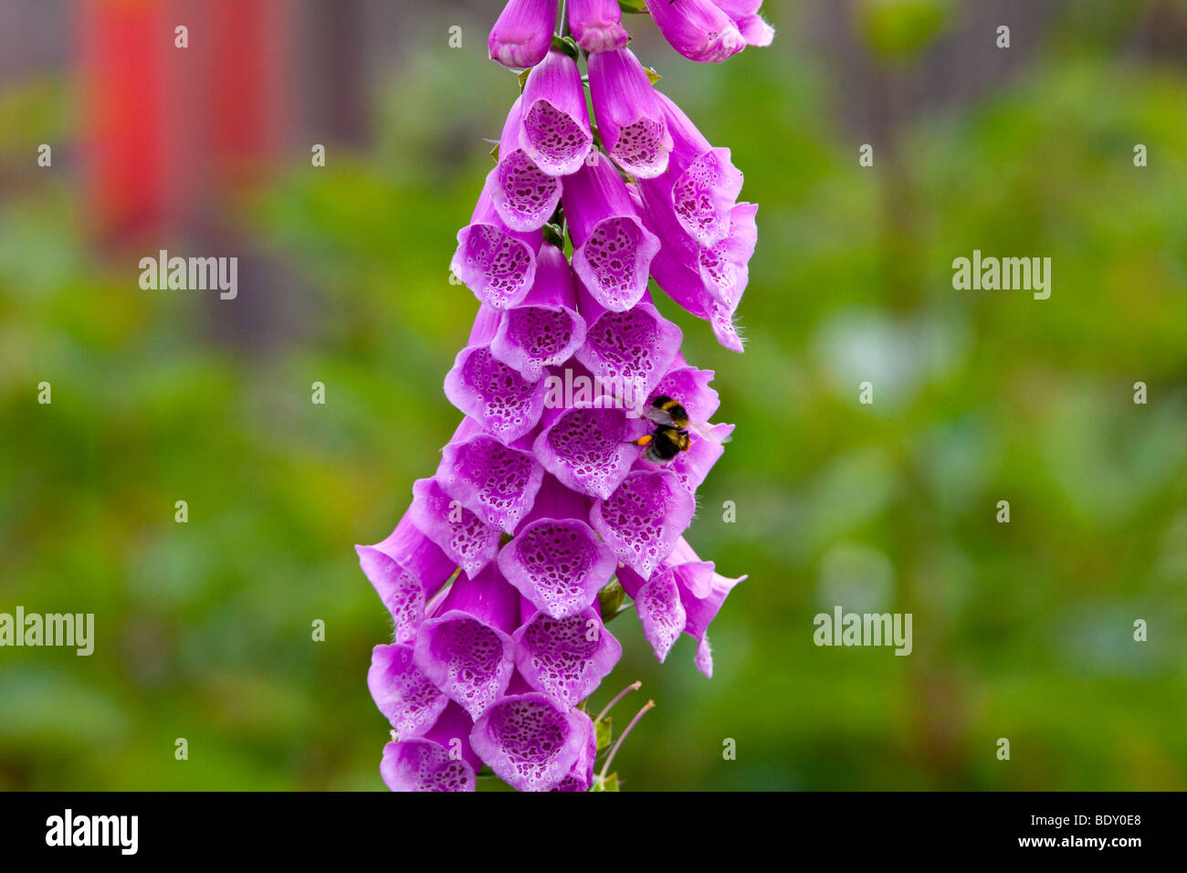 Summer afternoon with bumble bee in the flower of a lupin plant in the garden Stock Photo