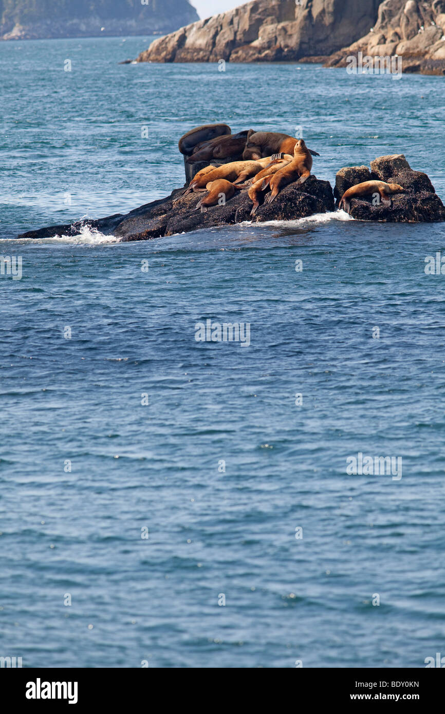 Seward, Alaska - Steller sea lions resting on a rock in Kenai Fjords National Park. Stock Photo