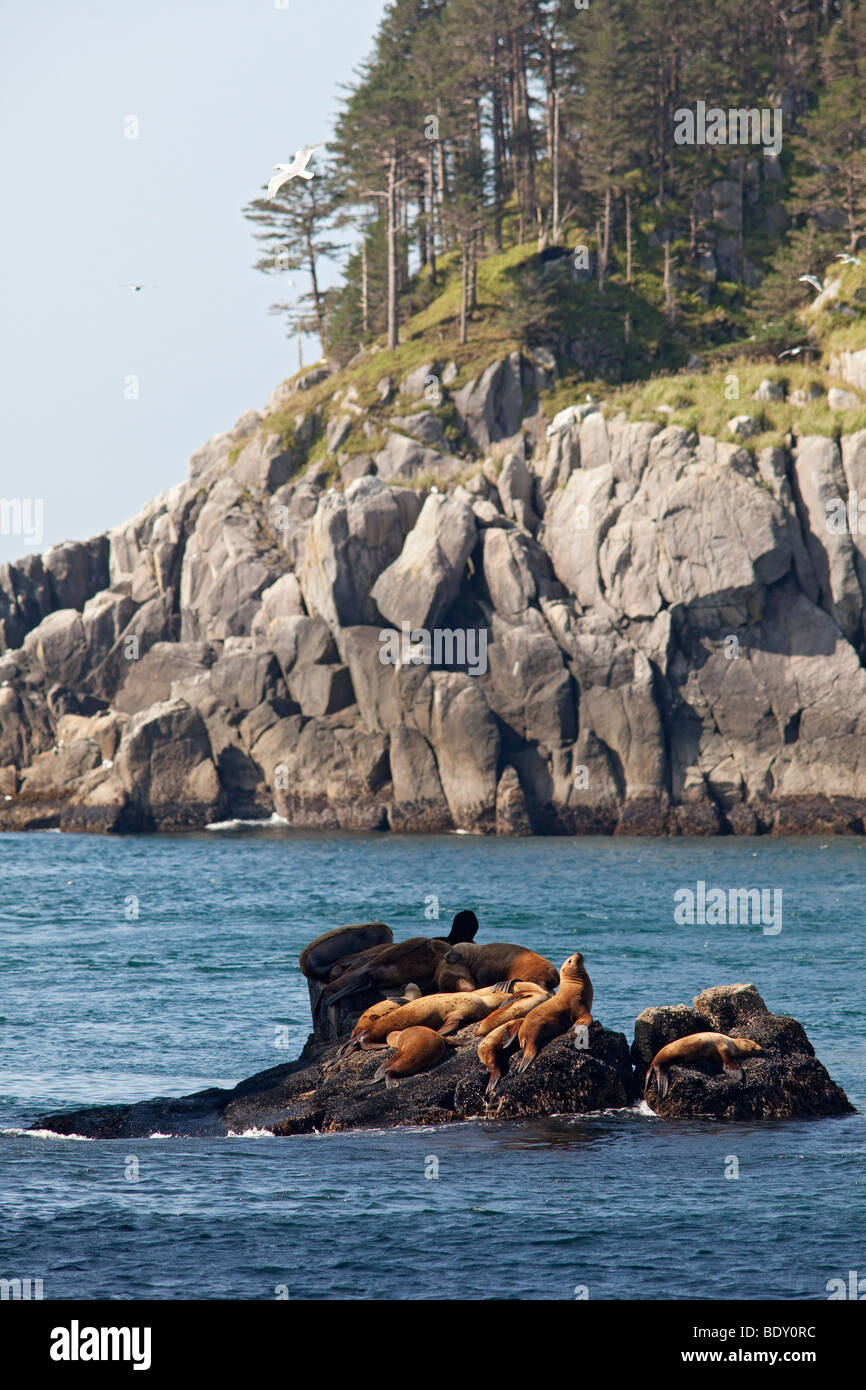 Seward, Alaska - Steller sea lions resting on a rock in Kenai Fjords National Park. Stock Photo