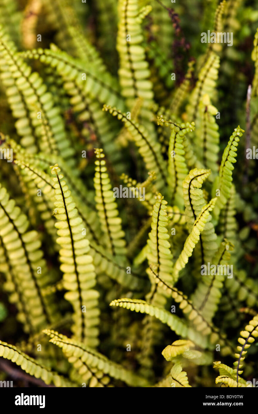 maidenhair splenwort; Asplenium trichomanes; the burran; ireland Stock Photo