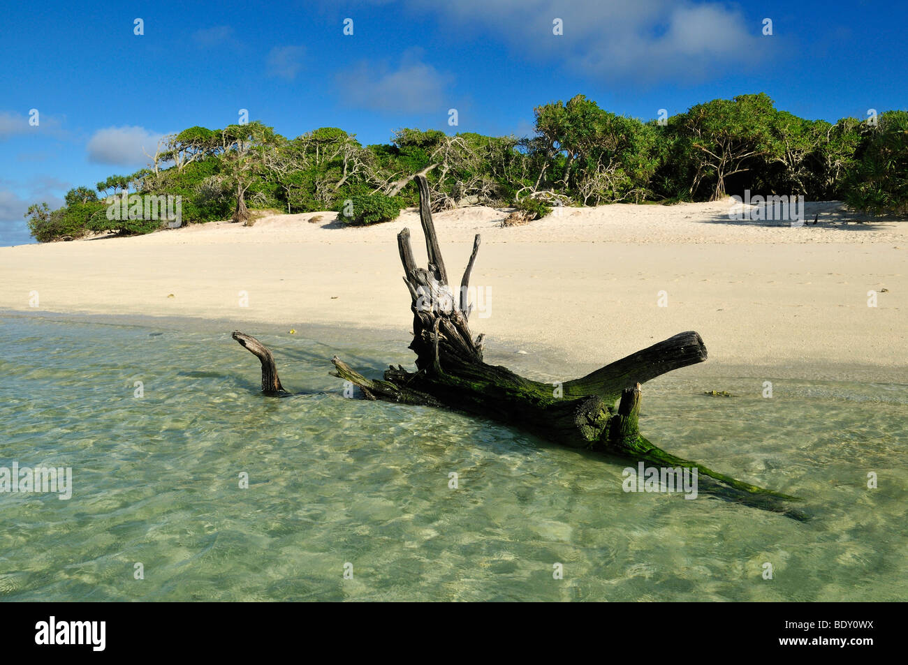 Driftwood on a sandy beach of Heron Island, Capricornia Cays National Park, Great Barrier Reef, Queensland, Australia Stock Photo