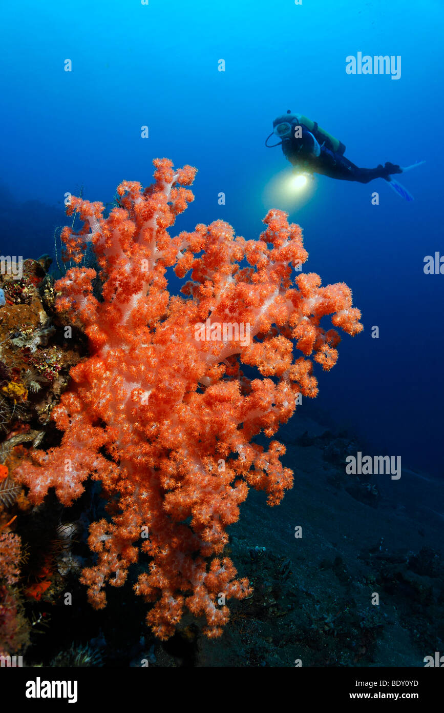 Diver with torch diving behind a soft coral (Dendronephthya klunzingeri), coral, Bali, island, Lesser Sunda Islands, Bali Sea,  Stock Photo