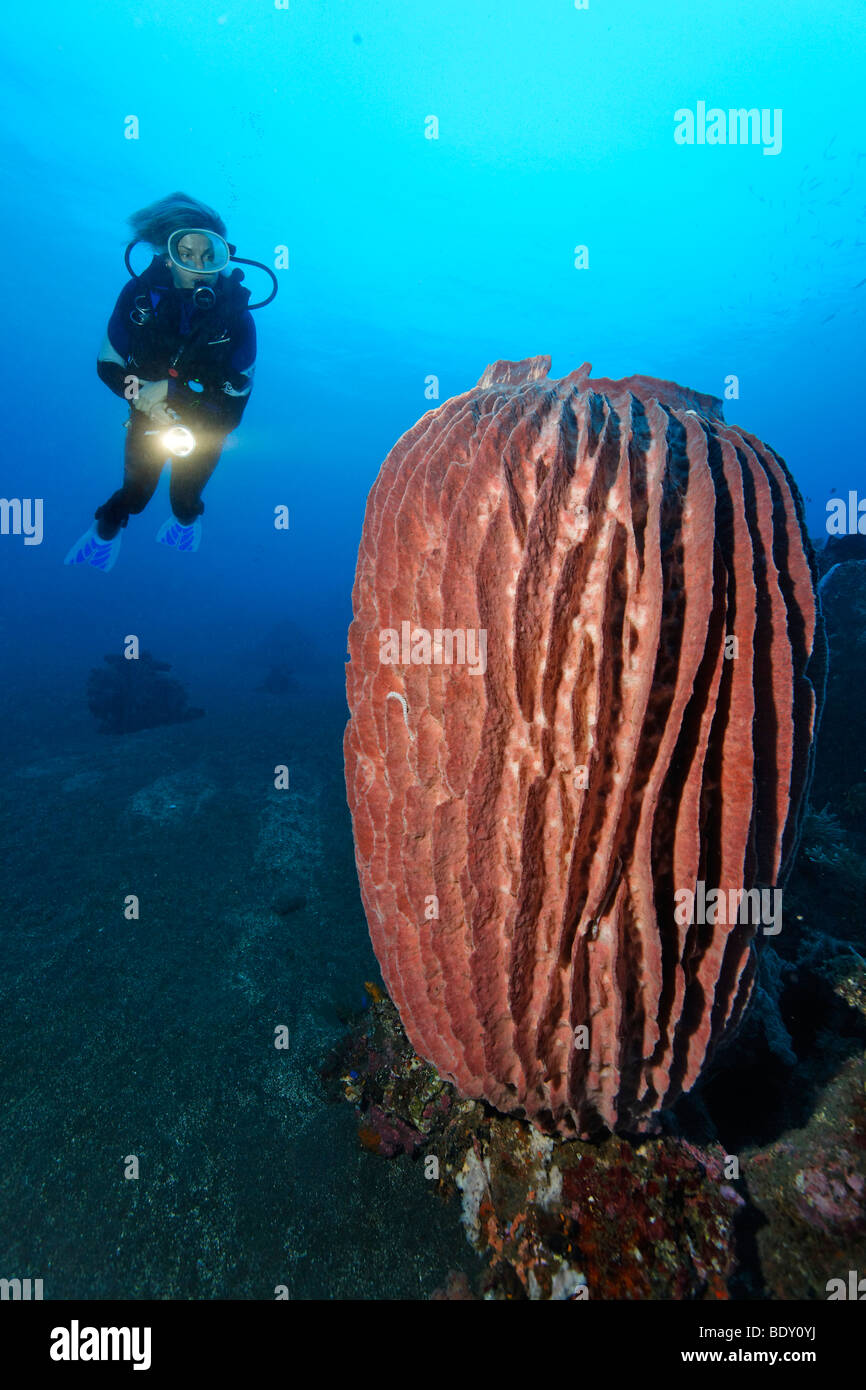 Underwater scenery, Giant Vase Sponge, (Xestospongia testudinaria ), diver, coral reef, Bali, island, Lesser Sunda Islands, Bal Stock Photo