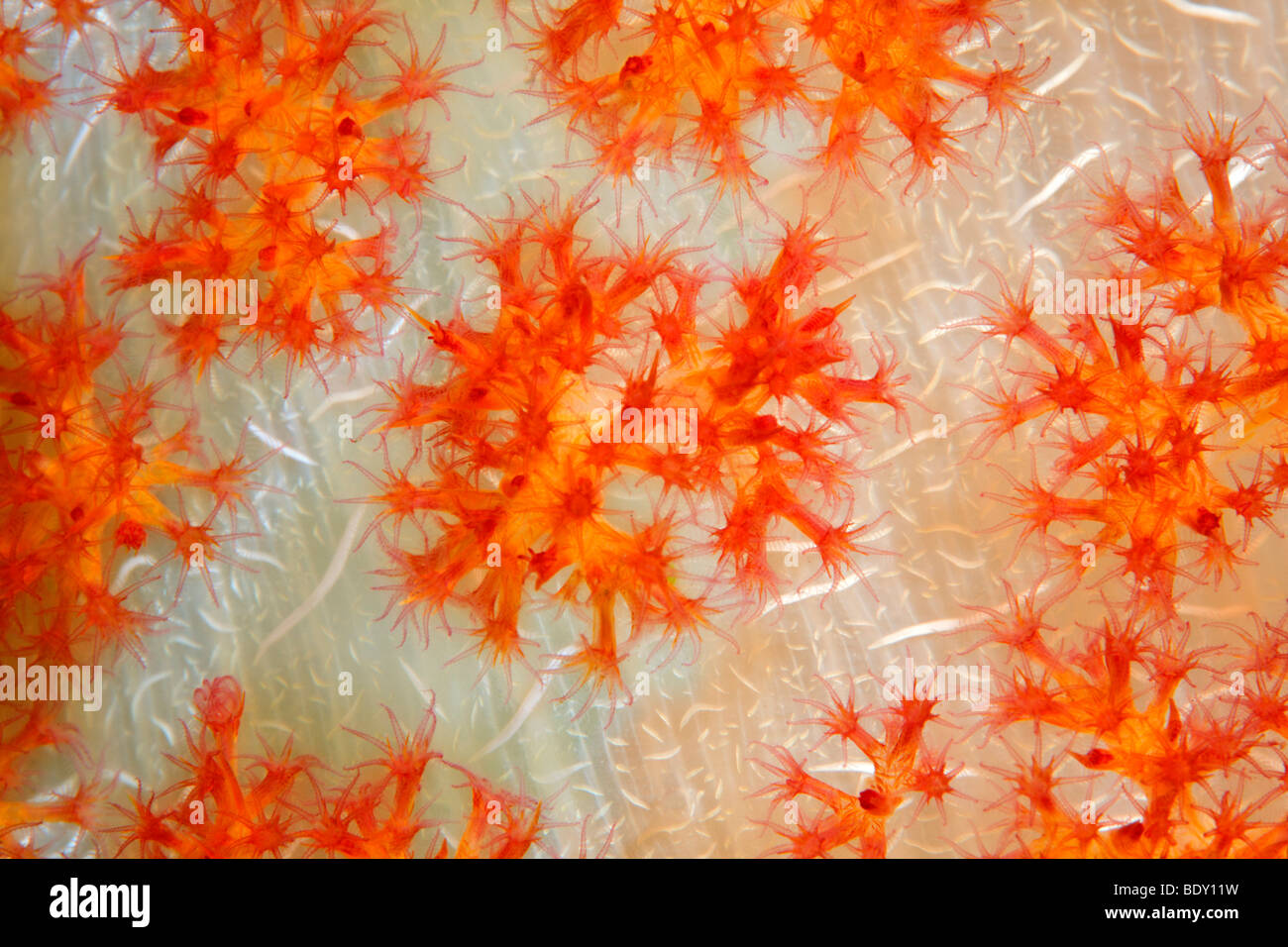 Coral polyps on the stem of soft coral (Dendronephthya sp.) coral, Bali, island, Lesser Sunda Islands, Bali Sea, Indonesia, Ind Stock Photo
