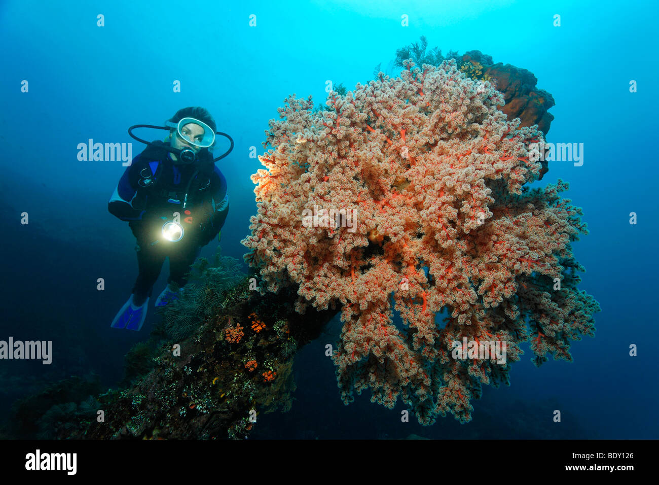 Soft coral (Siphonogorgia godeffroi), at the Liberty wreck, diver, coral, Tulamben, Bali, Indonesia, Indian Ocean, Bali Sea. Stock Photo