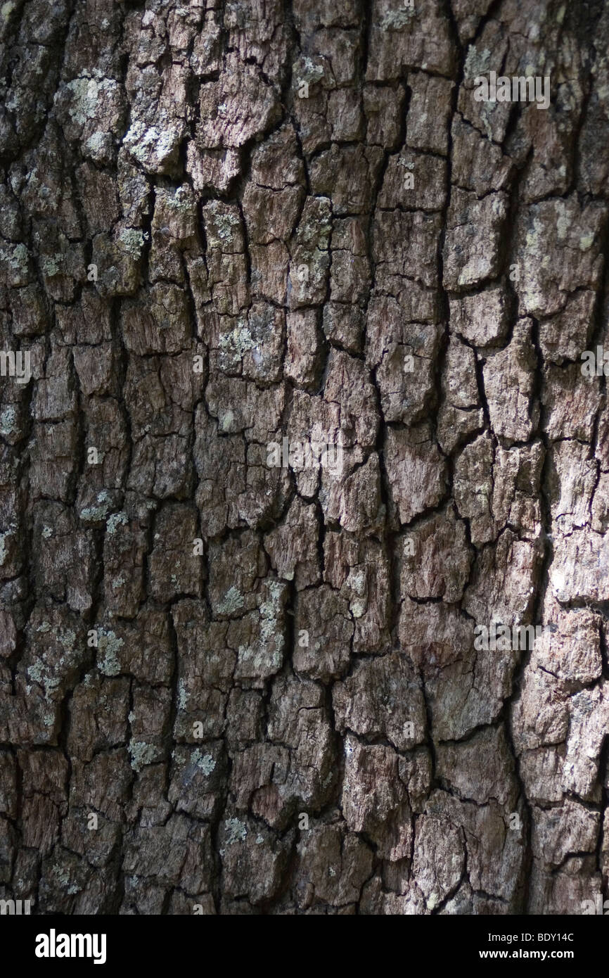 Bark of a Southern Live Oak tree Stock Photo