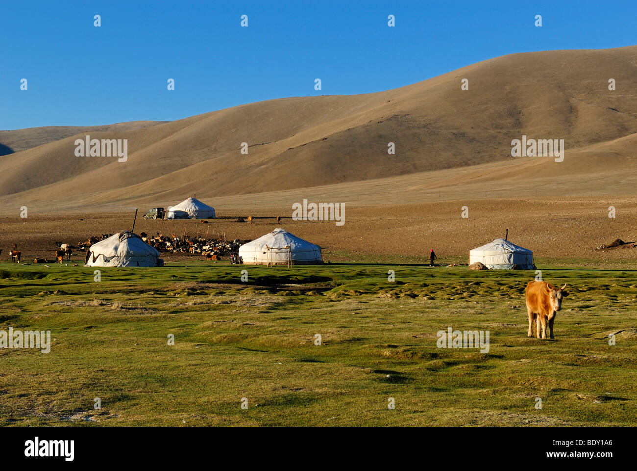 Nomad yurts in the Mongolian steppe, Aimak Bayan Ulgi, Altai Mountains,  Mongolia, Asia Stock Photo - Alamy