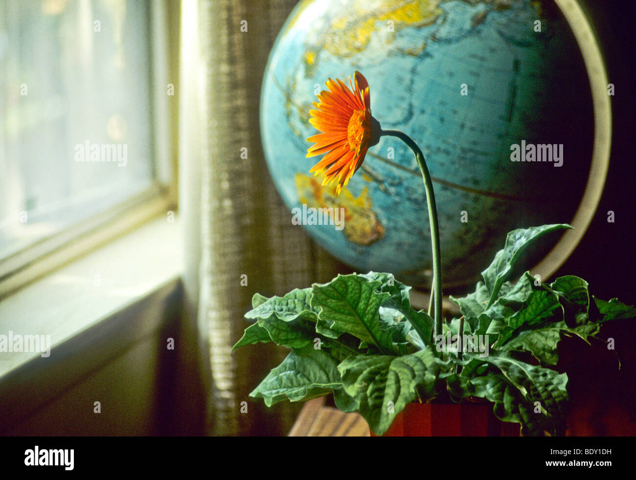 phototropism causes plants to lean toward light Stock Photo Alamy