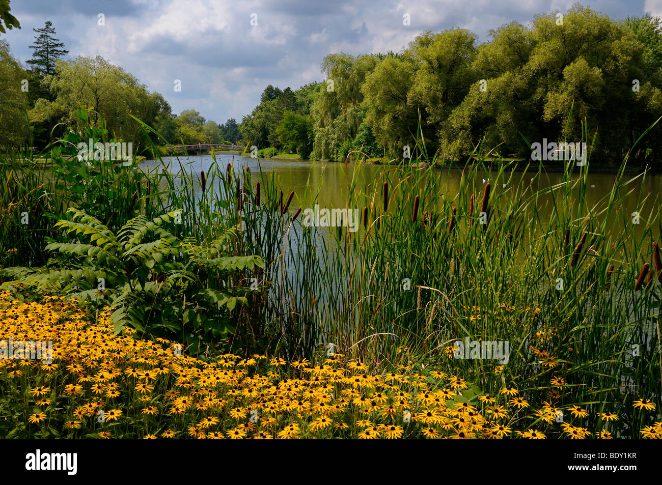 Black Eyed Susans and Cattails at Victoria Park Lake in Kitchener Ontario Stock Photo