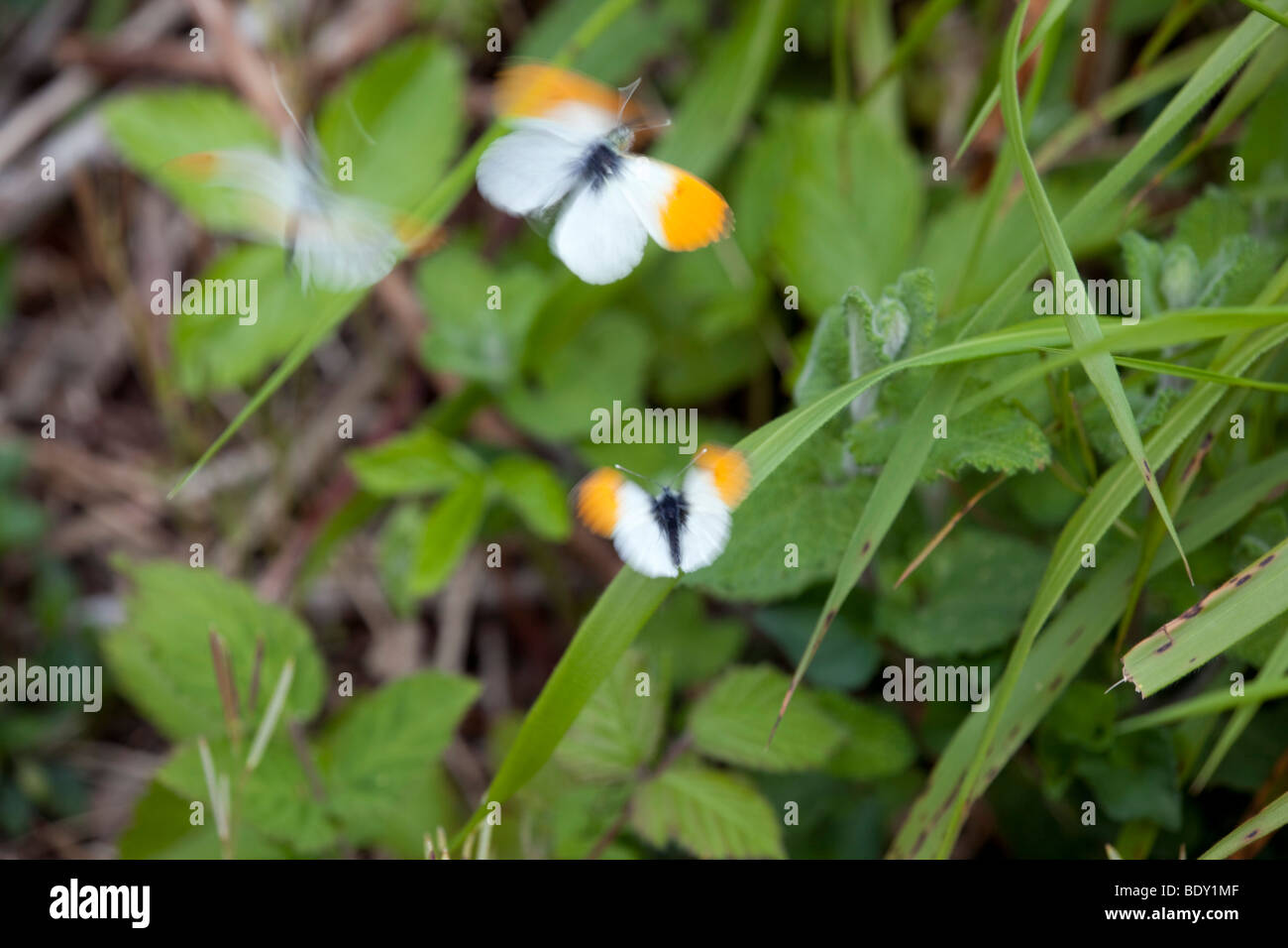 orange tip butterfly; Anthocharis cardamines; in flight Stock Photo