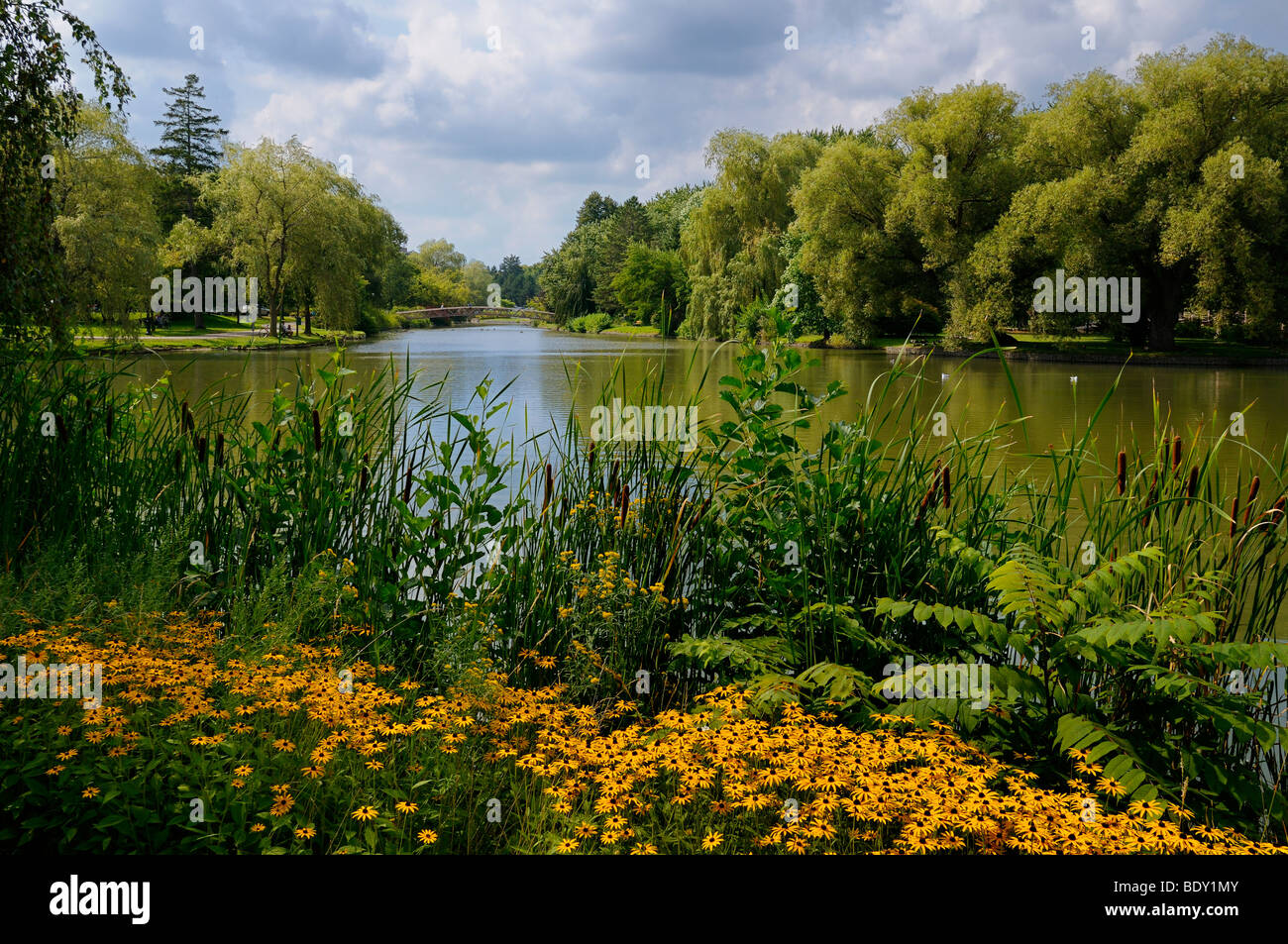 Black Eyed Susans Cattails and a footbridge at Victoria Park Lake in Kitchener Ontario in summer Stock Photo
