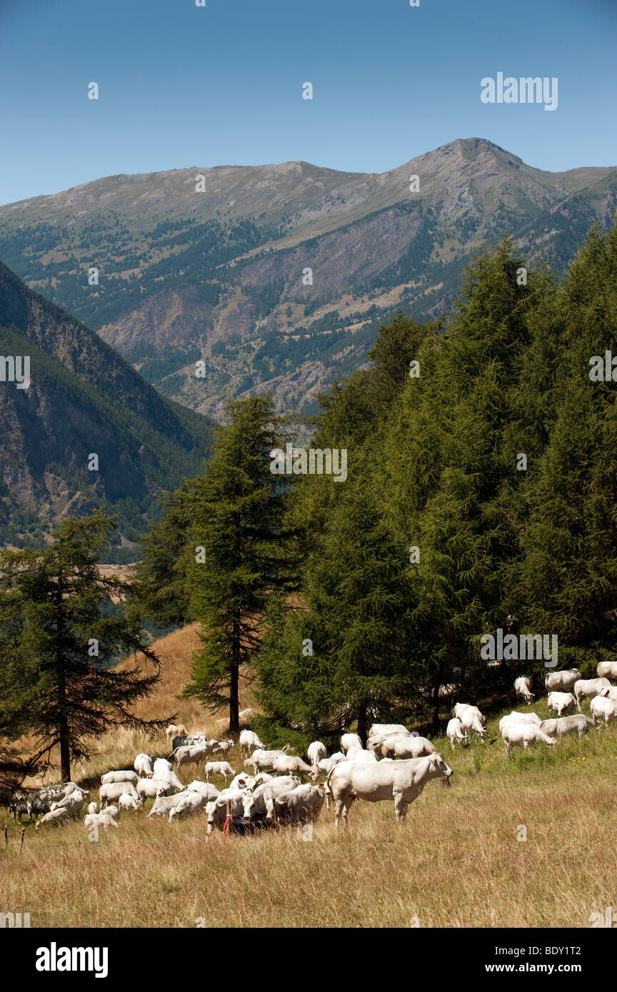 Piemontese cattle grazing in the Italian Alps near Sestriere. Italy Stock Photo