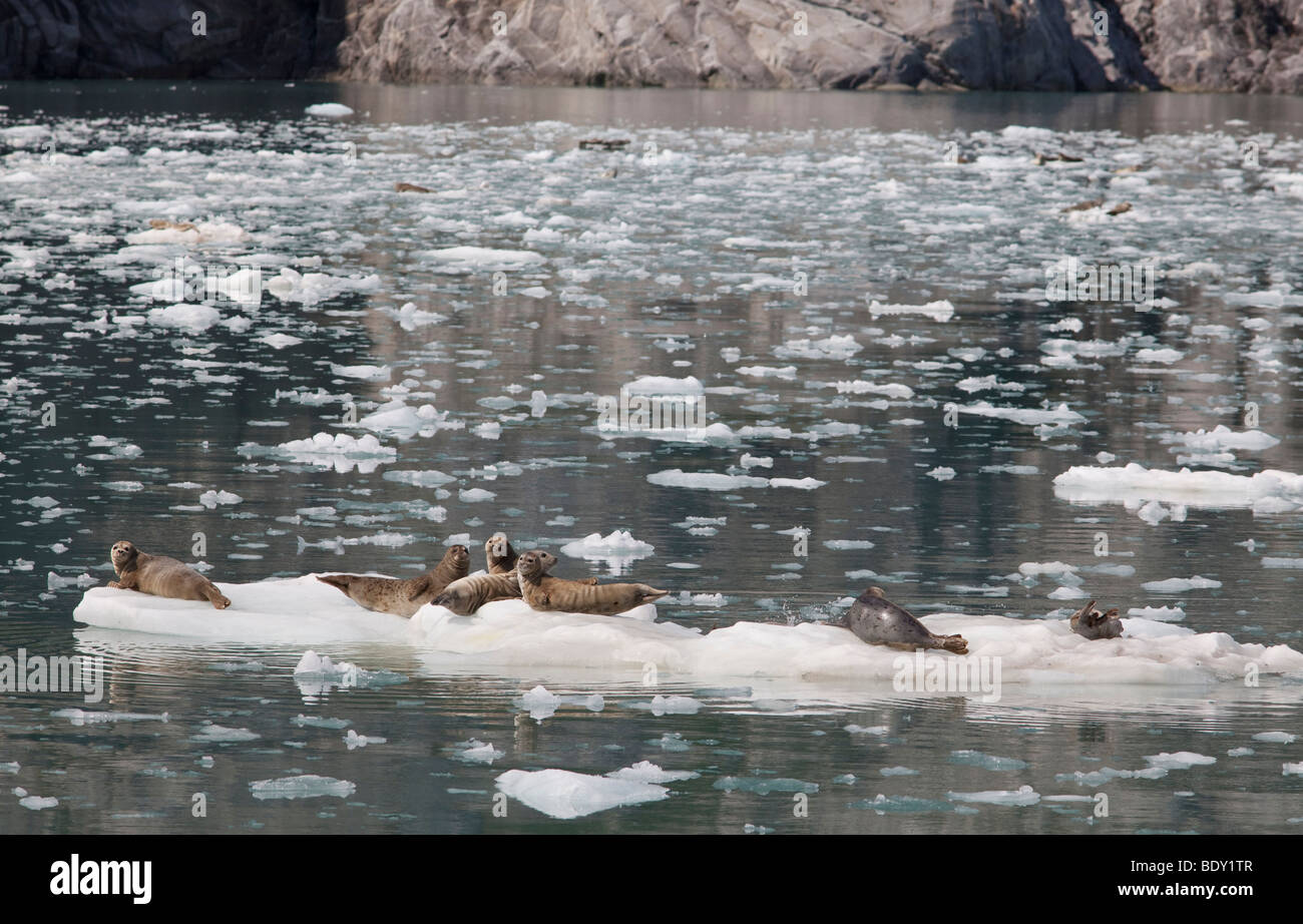 Seward, Alaska - Harbor seals resting on ice floes in Northwestern Fjord in Kenai Fjords National Park. Stock Photo