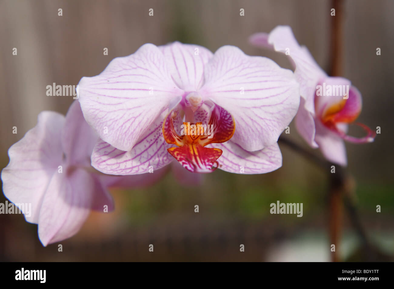 Closeup of an Orchid flower head Stock Photo