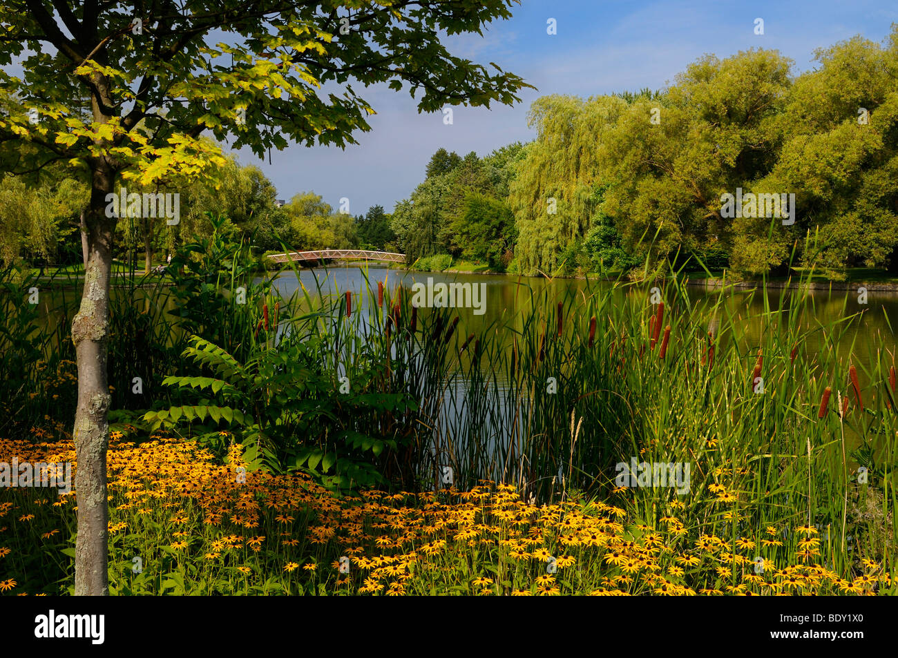 Black Eyed Susan, Cattails, Willows, and footbridge at Victoria Park Lake in Kitchener Ontario Canada Stock Photo