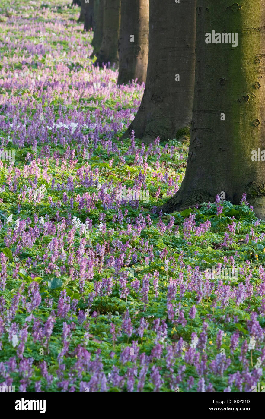 Row of trees with Hollow Root (Corydalis cava), Hainich National Park, Thuringia, Germany, Europe Stock Photo