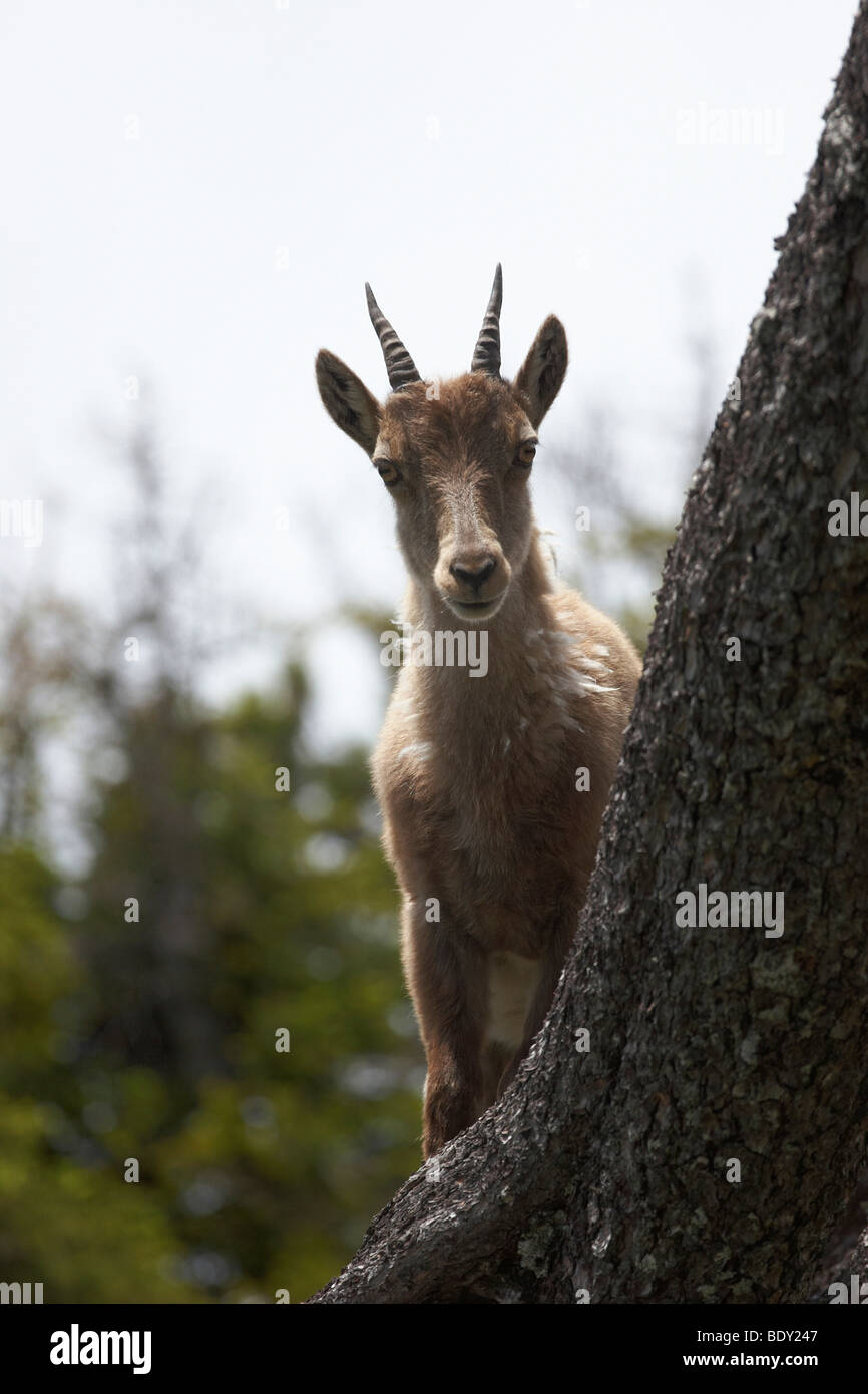Junger Alpine ibex (Capra ibex), Niederhorn, Canton of Bern, Switzerland, Europe Stock Photo