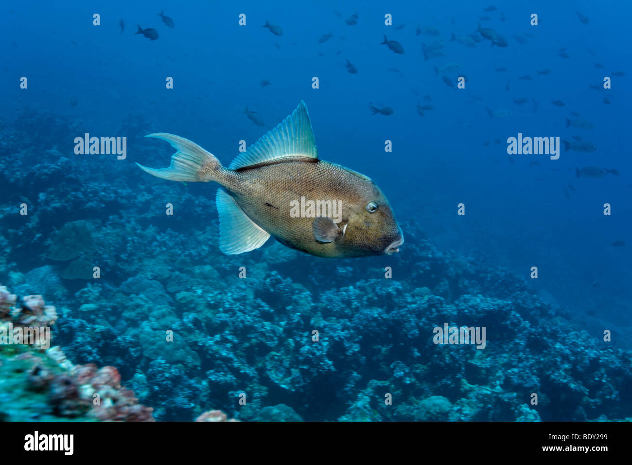 Eastern Pacific Triggerfish (Balistes polylepis), Darwin Island, Galapagos archipelago, UNESCO World Heritage Site, Ecuador, So Stock Photo