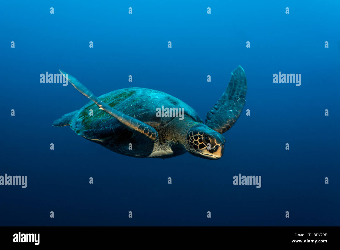 Green Sea Turtle (Chelonia mydas) swimming in open water, protected, Darwin Island, Galapagos archipelago, UNESCO World Heritag Stock Photo