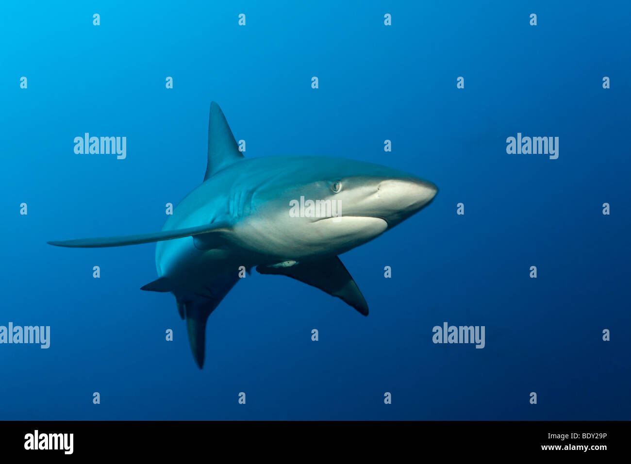 Insel darwin hires stock photography and images Alamy