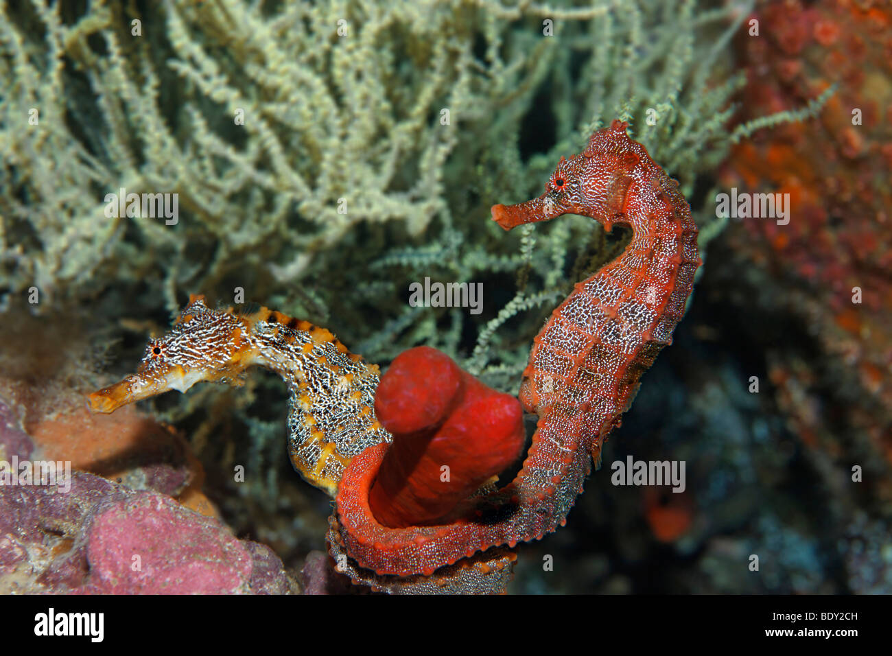 Two Pacific Seahorses (Hippocampus ingens) holding onto a sponge