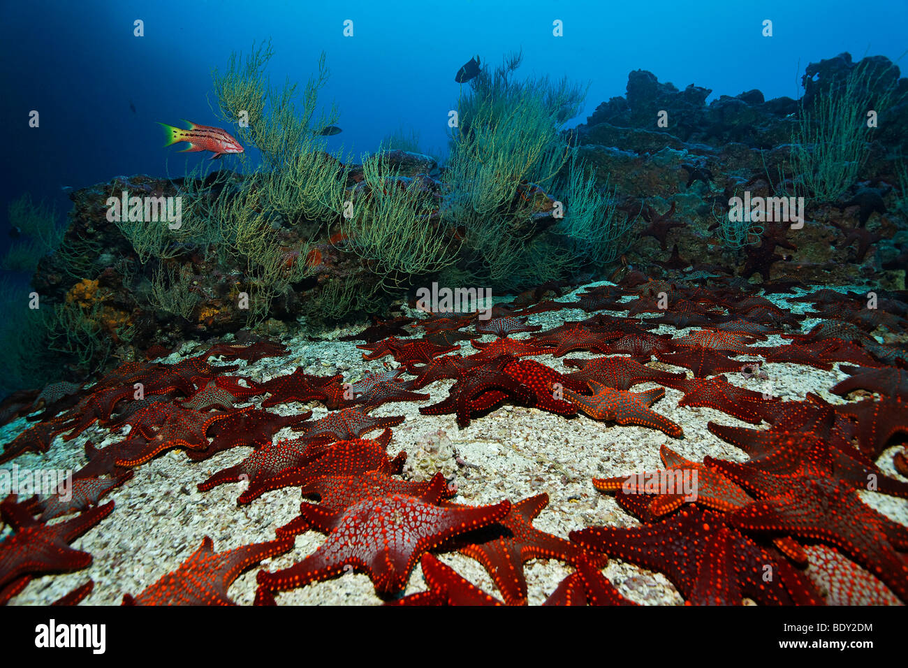 Gathering of Knobby Star Starfish (Pentaceraster cumingi) on sandy ground in front of a reef, Mexican Hogfish (Bodianus diplota Stock Photo
