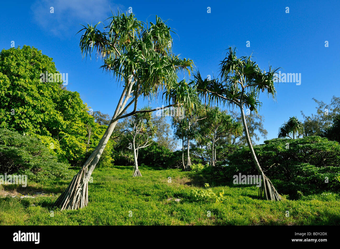 Pandanus and Pisonia trees on Heron Island, Capricornia Cays National Park, Great Barrier Reef, Queensland, Australia Stock Photo