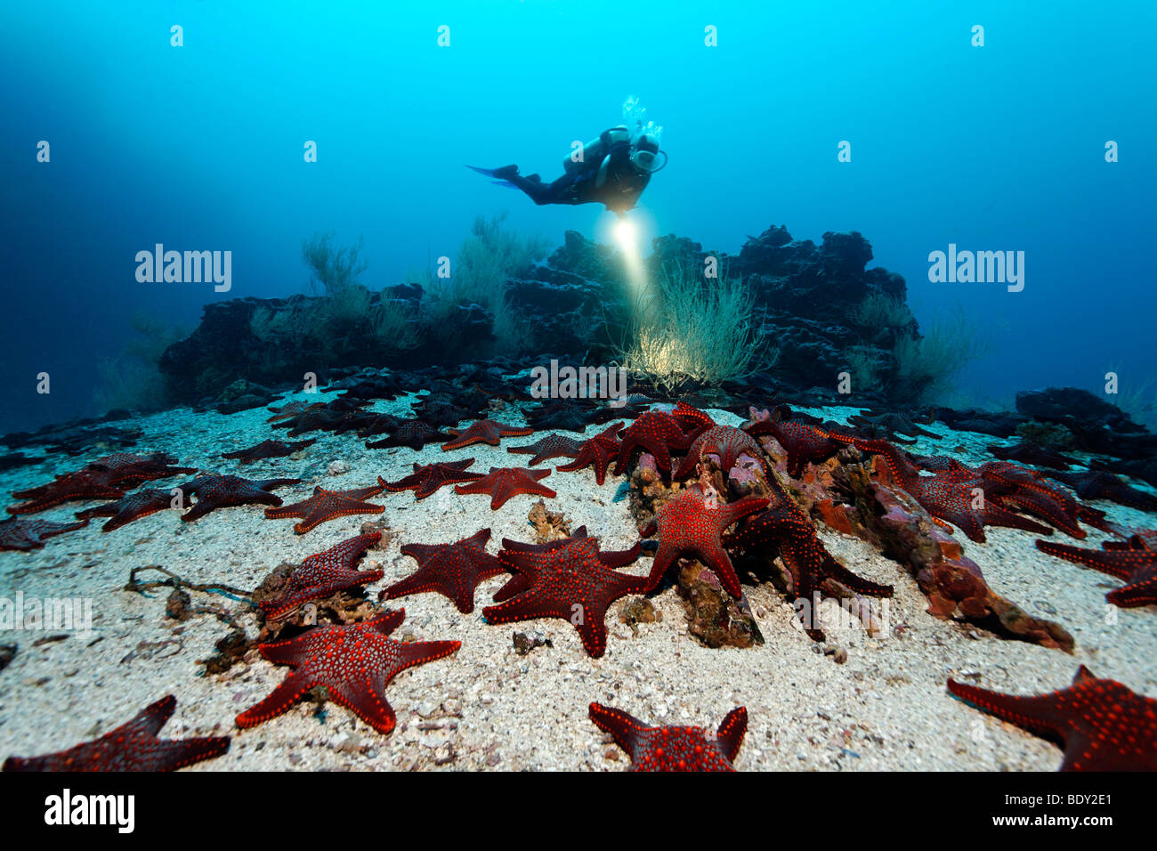 Gathering of Knobby Star Starfish (Pentaceraster cumingi) on sandy ground in front of a reef with a diver, Cousin Rock, UNESCO  Stock Photo