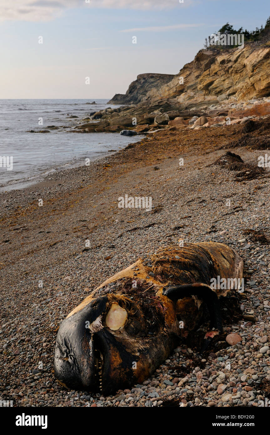 Carcass of rotting beached Long Fined Pilot Whale on Pillar Rock Beach Cabot Trail Cape Breton Island Nova Scotia Canada Stock Photo