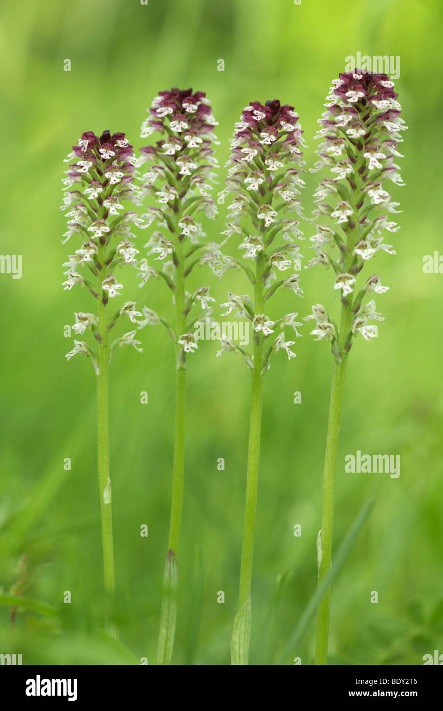 Burnt Orchid (Orchis ustulata) Stock Photo