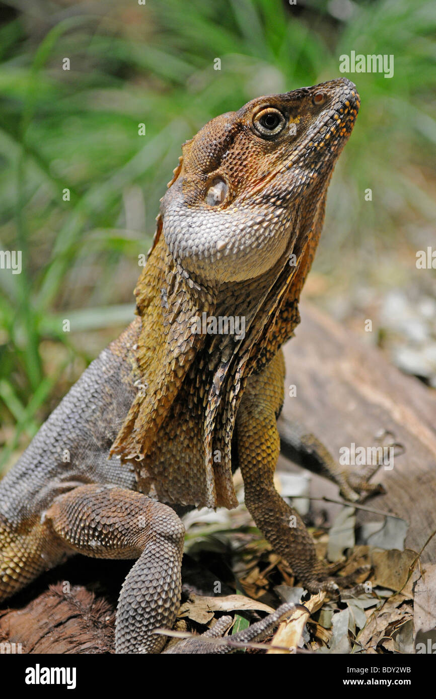 Frill-necked Lizard or Frilled Dragon (Chlamydosaurus kingii), Northern Territory, Australia Stock Photo