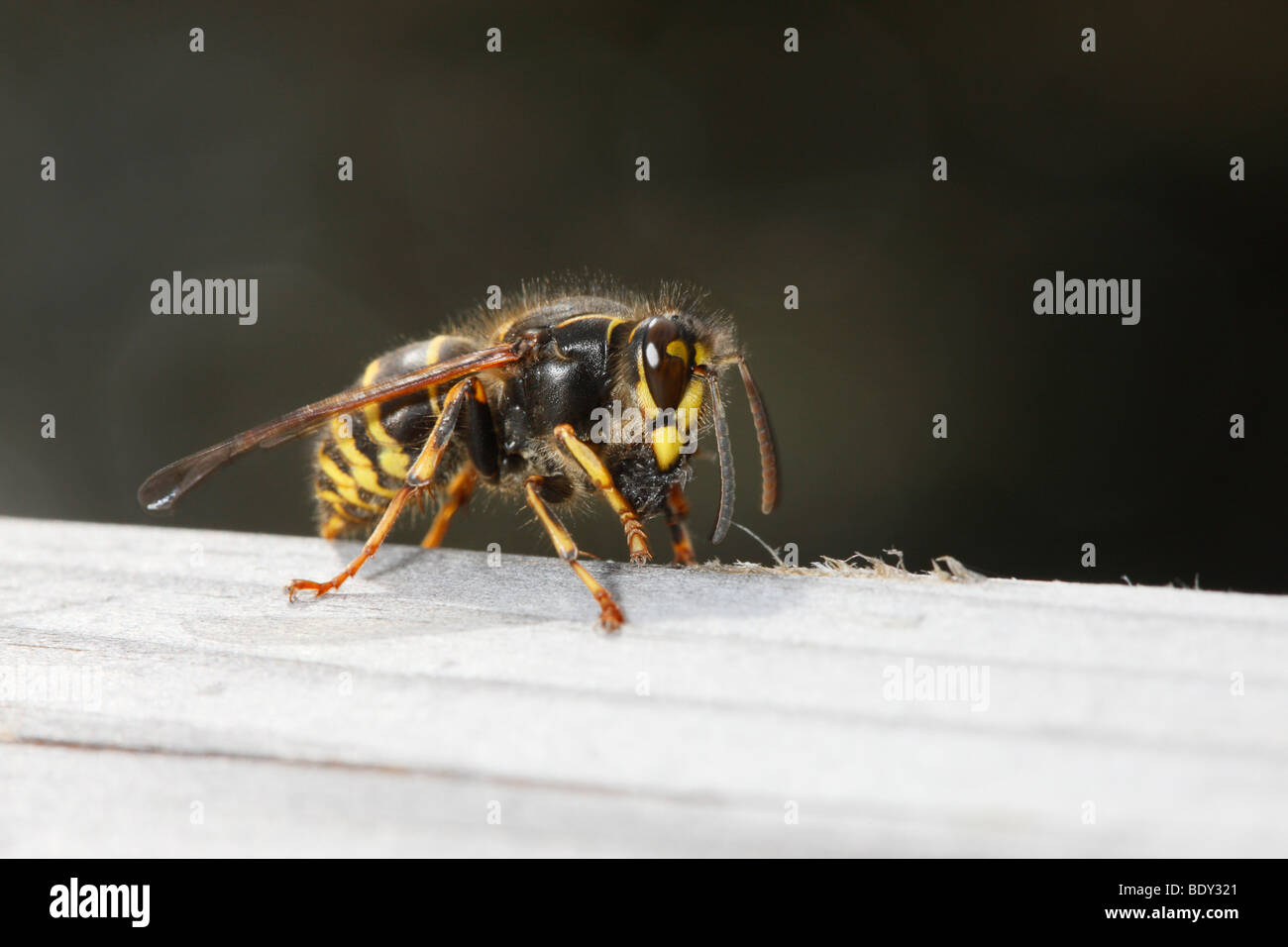 Median Wasp chewing wooden handrail to collect material to construct