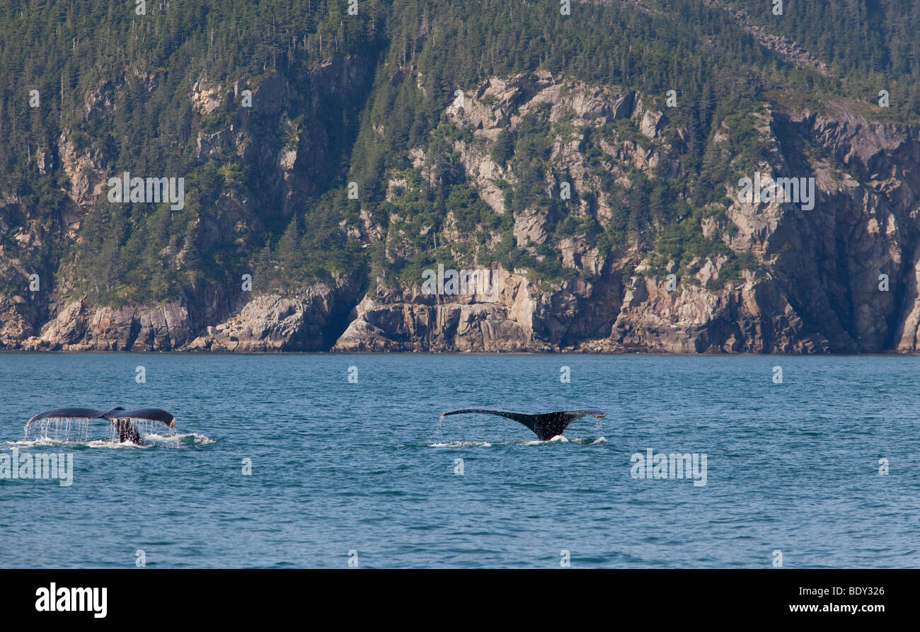 Seward, Alaska - Humpback whales diving in the sea off the Kenai Peninsula. Stock Photo