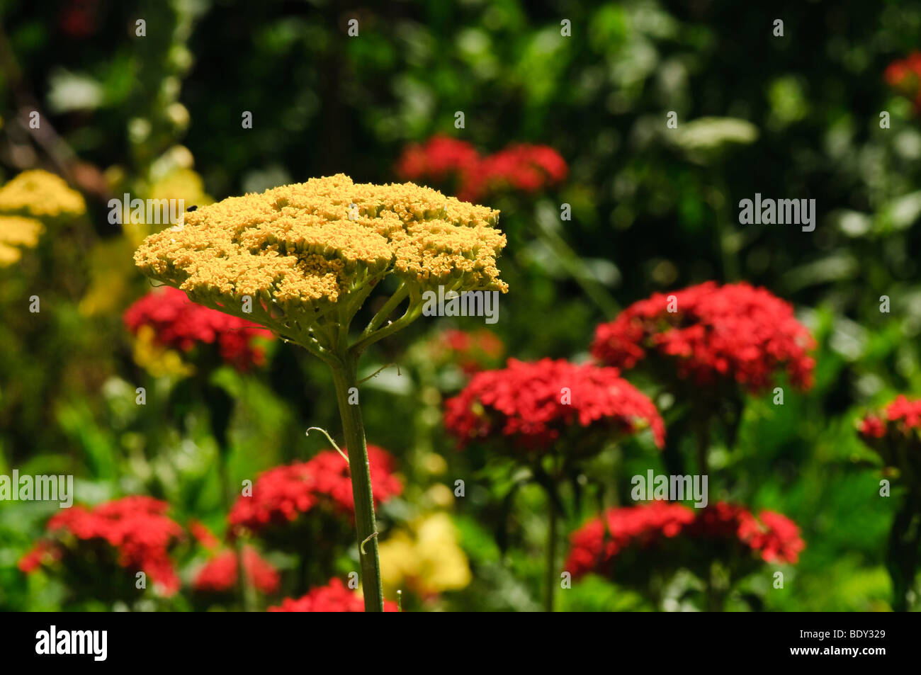 Golden Yarrow among red yarrow in a garden Stock Photo