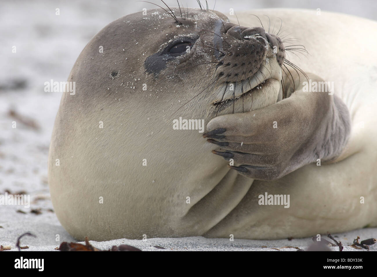 Southern Elephant Seal (Mirounga leonina), Falkland Islands Stock Photo