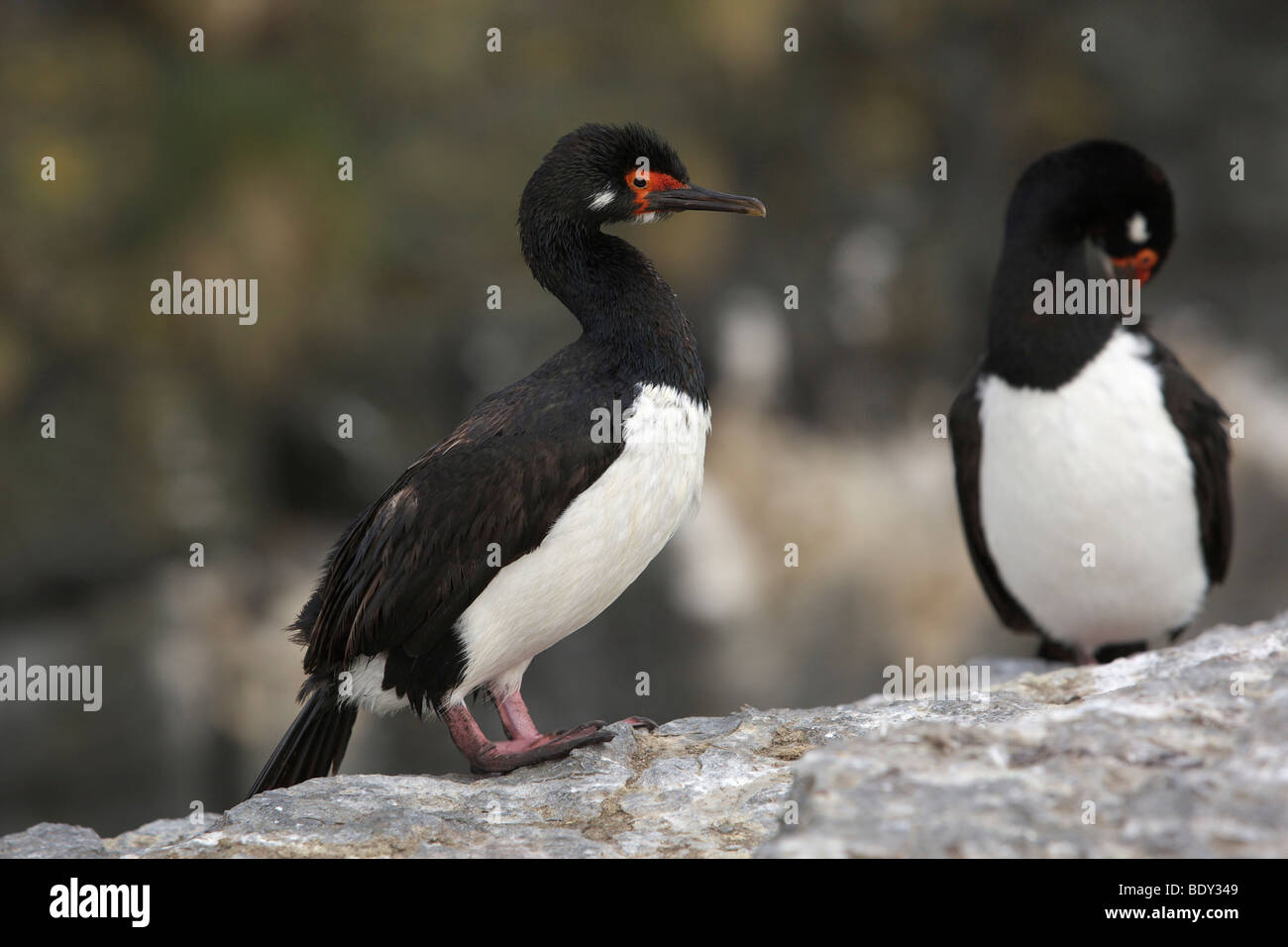 Rock Shags or Magellanic cormorants (Phalacrocorax magellanicus), Falkland Islands, South America Stock Photo