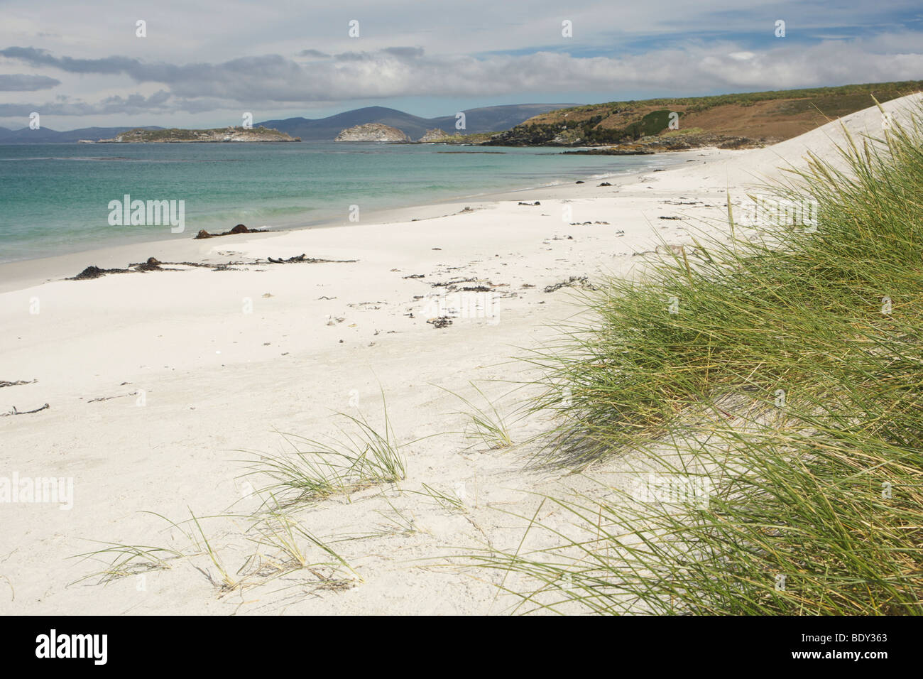 Beach on Carcass Island, Falkland Islands Stock Photo