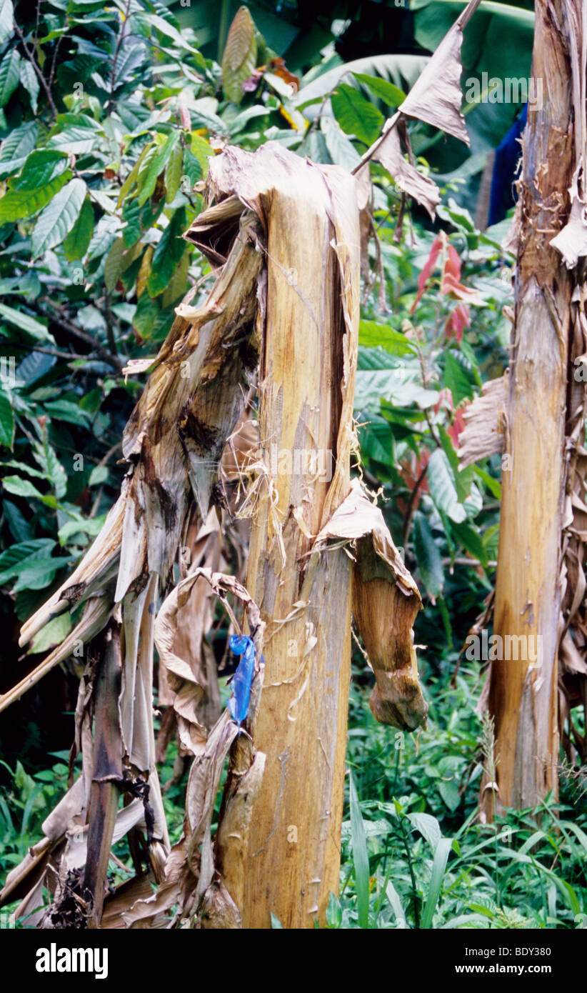 Banana plants grenada rainforest dead dying banana trees in grenada hires stock photography and
