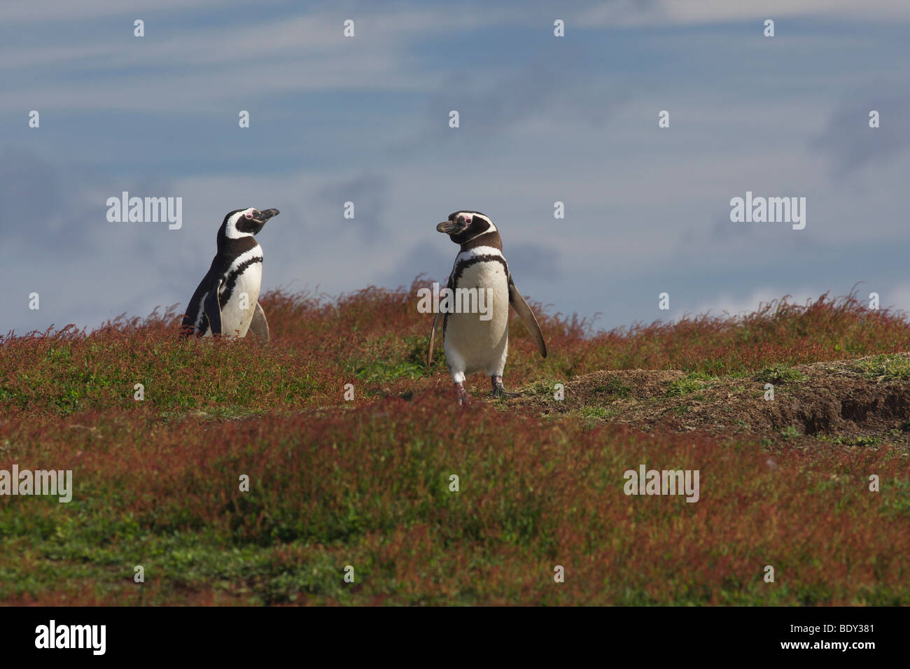 Magellanic penguins (Spheniscus magellanicus), Falkland Islands, South America Stock Photo