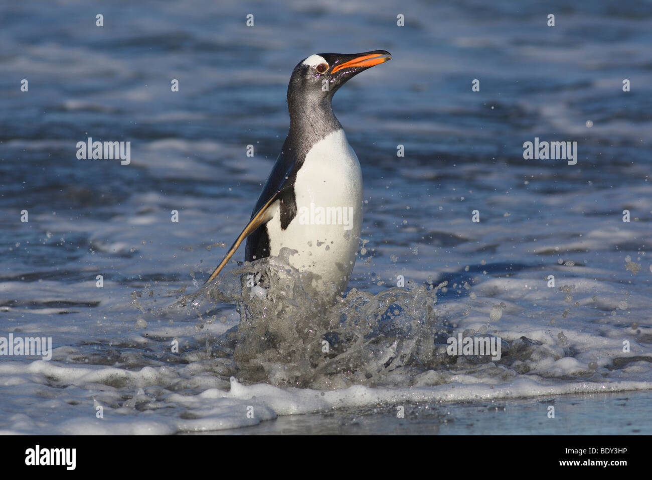 Gentoo Penguin (Pygoscelis papua), Volunteer Point, Falkland Islands Stock Photo