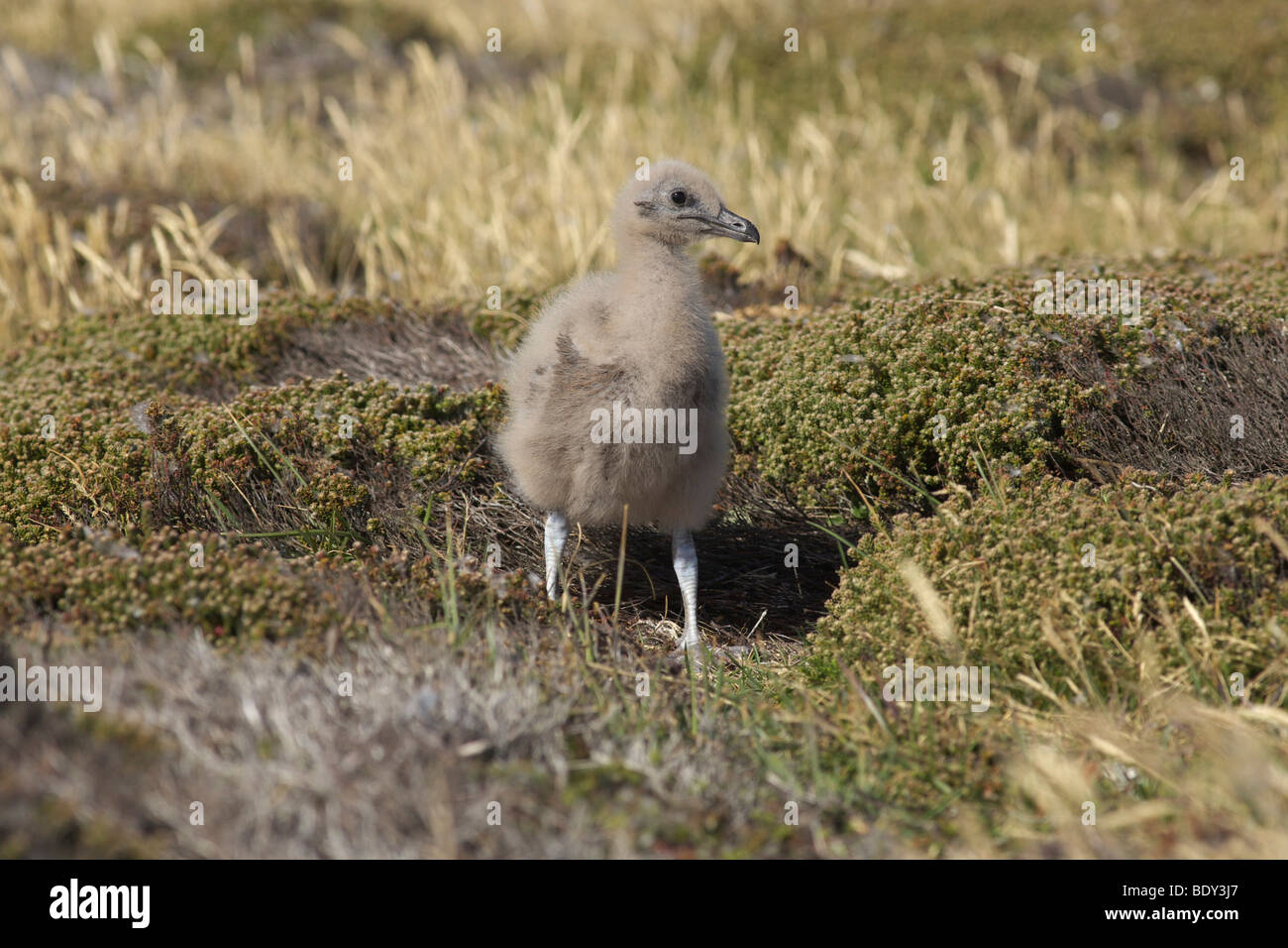 Falkland Skua (Catharacta skua antarcticai), Falkland Islands, South America Stock Photo