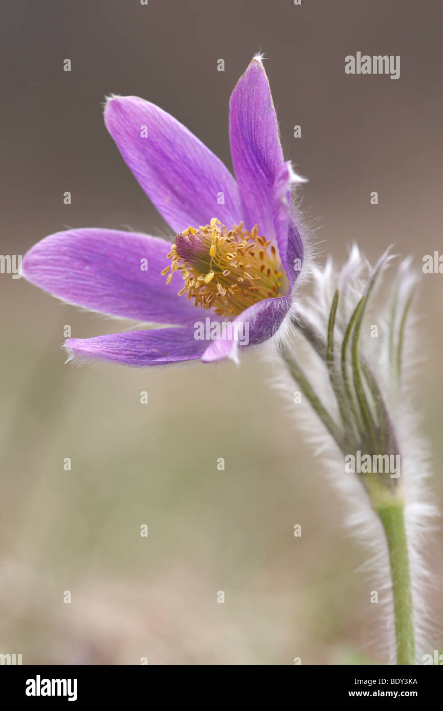 Pasque Flower (Pulsatilla vulgaris) Stock Photo