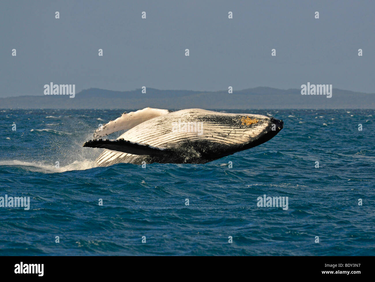Typical breach, breaching, screw jump, Humpback Whale (Megaptera novaeangliae), Hervey Bay, Fraser Island at back, Queensland,  Stock Photo